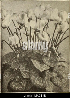. Dreer's Liste des prix de gros de semences, plantes, bulbes, etc . dreer géant du cyclamen Banque D'Images