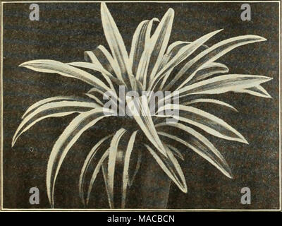 . Dreer's Liste des prix de gros : semences, plantes, bulbes, etc . Banque D'Images