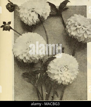 . Dreer's Liste des prix de gros : semences, plantes, bulbes, etc . POMPON DOUBLE DAHLIAS Dahlias Pompon Double Annie Doncaster. Lisrht rose jaune, imprégnée par Arthur Kerley. Pourpre violacé, très libre. Blumenreich. Ambre profond, baigné de rouge. Catherine. Primrose bien formé-jaune. L'obscurité. Velouté profond-raaroon. Joseph Lambert. Un flowerint gratuit splendide' jaune. Kleine Domltea. Buff Orange : toujours en fleurs. Peu de Bessie. Blanc crème, en piquants de près. Peu d'Herman. Carmine, à l'ombre profonde, grenat embout blanc. Peu de naïade. Tipped Amarante rouge. 'Nerissa Newi. Un petit bijou parfait, plus perfec Banque D'Images