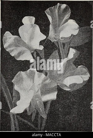 . Dreer's Liste des prix de gros édition printemps 1910 Avril Juin : plantes graines et bulbes pour les fleuristes, engrais, insecticides, des outils, des articles divers, etc . Orchidée fleur pois sucré (PROPOSÉE À LA PAGE 12). Viola (Pensées touffetées). Tr, Cornuta (Papllio Violet papillon). Bleu . . " Lutea splendens. Jaune Bleu clair " la perfection. Deep Blue . ... " White Perfection. Admirabills » blanc Hybrida " rejeté. Toutes les couleurs ... Odorata. Mixte. (Sweet Violet.) Viscaria. Cardinalis. Rouge lumineux Oculata mixte. Toutes les couleurs Wallflower. Seul Goliath. Brun velouté profond . " Plus tôt Banque D'Images