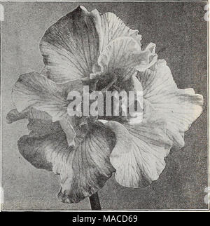 . Dreer's Liste des prix de gros : les ampoules pour les fleuristes, plantes à graines de fleurs fleuristes fleuristes pour les légumes et les semences de graminées, engrais, insecticides, outils divers, etc . IRIS JAPONAIS Iris japonais unique. Très grandes fleurs, artistiques, avec trois pétales. N° 1. Iso-no-NAMI. Veiné blanc argenté, tout au long de avec violet. 6. Ce jour-dogu. Violet Violet-riche. 11. Hano-no-nishiki. Violet clair Violet, avec veines blanches. 12. Shippo. Lilas clair, densément veiné de pourpre. 14. Shishi-ikarf. Fond blanc, densément veiné pourpre foncé. 15. Gekka-no-NAMI. Très tôt un blanc pur. 43. Shl-un =ryo. Rez Banque D'Images