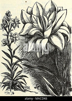 . Dreer's Liste des prix de gros : semences de légumes plantes fleuristes semences, outils, engrais, matériel divers, etc . Banque D'Images