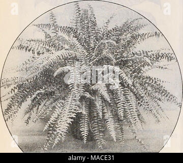 . Dreer's Liste des prix de gros : semences de légumes plantes fleuristes semences, outils, engrais et matériel divers . La nouvelle FOUGÈRE DE BOSTON NAIN, NEPHROLEPIS SCOTTII Adiantum Farleyense. Bien élégante cultivées les plantes économes en excellent état. 3 pots $200 par douzaine ; $1500 par 100. 4 » » » » 500 40 00 " " " " 5 9 00 " " " " 7000 Nephrolepis scottii. (Le Scott Fern.) La Scott Fern tient toujours sa place comme l'un des plus importants de l'eau isolée, le public apprécie bien cultivé des plantes de c, et la facilité et rapidité avec imc Banque D'Images