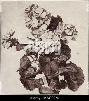 . Dreer's Liste des prix de gros : graines plantes bulbes de natation, etc. des semences, outils, engrais, matériel divers, etc . Géranium GÉRANIUM NOUVEAU SINGLE "TELEGRAPH Sélectionner Double Ivy-Leaved géranium. L'accomplissement. Une autorégulation pure couleur rose avec des yeux blancs, taille immense. Le colonel Baden Powell. La plus grande fleur entre Ivy Gera- niums, la couleur varie du blanc perle à soft rougir. Etincelant. La meilleure Ivy écarlate. Incomparable. La couleur, rose carmin, fleurs très régulières dans la forme. Le Printemps. Une belle rose rose efficace. Tolstoi. Un violet clair mauve. 75 cts. par douzaine ; # 6,00 p. 100. Six S Banque D'Images