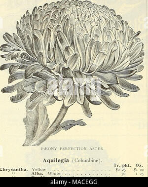 . Dreer's Liste des prix de gros pour 1904 : des graines de fleurs serre jardin décoratif hardy et d'autres plantes bulbes outils, engrais, insecticides, divers articles, etc . Chrysantha. Alba jaune. Blanc Double. Double yellow, 17 cts. par pkt. Coerulea. Glandulosa bleu et blanc. Helense blanc et lavande. 17 cts. par pkt. Single, mitigés. . Le double mixte, l'Arabis. 250 Alpina. Fleur de printemps blanc Arctotis. Crandis. Un sud africain blanc Armeria. Formosa (mer rose ou Thrift 1 asperges. Les deux variétés sont offertes ici recherché à quantité par chaque fleuriste, toujours en forte demande. Maturité des graines Banque D'Images