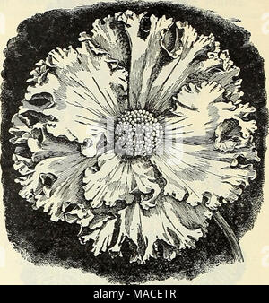 . Dreer's Liste des prix de gros pour 1903 : graines de fleurs, plantes ampoules outils, engrais, insecticides, matériel divers, etc . Bégonia, DUC ZEPPELIN PLUMEUSE Plumeuse Tuberous-Rooted NOUVEAUX BÉGONIAS bégonias. Plus d'un formulaire unique, à très grandes fleurs simples qui sont tout à fait distinctes, les pétales sont ondulés et magnifiquement en stretch sur les bords similaire à la nouvelles formes de pétunias. Ampoules forte, 25 cents chacun ; 2,50 $ la douzaine. De nouveaux hybrides bégonias Tuberous-Rooted. Duc Zeppelin et Lafayette. Au cours de l'été dernier un lit, 8 pieds de largeur par 100 pieds de long, dans une position semi-ombragée dans notre pépinière, planté wi Banque D'Images
