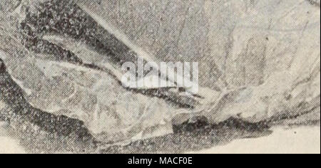 . Dreer's Liste des prix de gros / Henry A. Dreer. . Le Charleston, l)R l.AKUL. CAHBAGE WAKEFIELD. La betterave. M-lb Lli. 10 lbs. Crosby's Egyptian ;rendez 20 $050 §450 Arlington favori . 20 50 50 4 Début de sang égyptien Navet .15 353 00 15 40 50 3 Eclipse pour forcer les haricots. Triomphe de l'image. Pt., 25 cts. ; <Il., 40 cts. Le chou. Oz. '4-1 b. Lb. Début de Jersey Wakefield . Jo 30 5o 85 300 $ Charleston, ou grande Wakefield 30 j 00 3 50 15 50 Début de Winnigstadt i 50 15 50 50 Express i au début du printemps 35 j 25 450 premiers Dreer tambour .... 25 75 2 50 L'amélioration au début de l'été ... 20 50 J 75 25 75 Tête de tous Banque D'Images