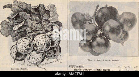 . Dreer's Liste des prix de gros / Henry A. Dreer. . Triumph le radis. Le radis. Variétés de forçage. Dreer's Crystal forçant Triumph Scarlet, forçant Tipped Gemme écarlate . Ronde rouge précoce, obligeant . . Début blanches rondes, obligeant . Variétés précoces. Scarlet précoce précoce navet navet blanc Petit-déjeuner français précoce . . Haut Court Long Scarlet, Fine .... Marché de Cincinnati Philadelphie La moitié =longue cicatrice = laissez. Haut court Philadelphia boîte blanche, lo lb 4,00 $ Felton's Sel. Boîte blanche . . Les variétés d'été blanc Icicle délicatesse. L'Beckert Chartier Chartier blanc grand Blanc de l'été .... L'été grand jaune .. Banque D'Images