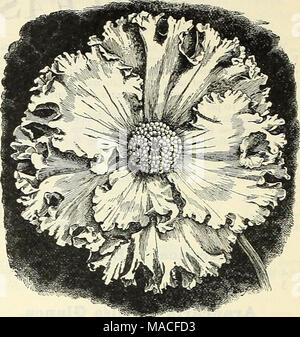 . Dreer's Liste des prix de gros : semences bulbes plantes outils, engrais, insecticides, matériel divers, etc . Bégonia, DUC ZEPPELIN. Nouveaux BÉGONIAS PLUMEUSE. Tnberons-Rooted plumeuse Begonia. Plus d'un formulaire unique, à très grandes fleurs simples qui sont tout à fait distinctes, les pétales sont ondulés et magnifiquement en stretch sur les bords similaire à la nouvelles formes de pétunias. Ampoules forte, 25 cents ; chaque paragraphe 2.50 la douzaine. Tnberons-Rooted revevneo bégonias hybrides. Duc Zeppelin et Liafayette. Au cours de l'été dernier un lit, 8 pieds de largeur par 100 pieds de long, dans une position semi-ombragée dans notre jardin arboré et ces deux Banque D'Images