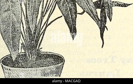 . Dreer's Liste des prix de gros de l'été 1902 édition Juillet à Août : fleurs et légumes de saison des semences, des engrais, des outils, etc., etc . L'anthurium hp. Alooasia Illustris. De plus en plus une espèce naine au feuillage vert foncé marbré de noir, 4 pots, 20 cts. Chaque ; 2,25 $ la douzaine. Alocasia violacea. Une très forte croissance avec des tiges et du feuillage, ce qui en fait un beau spécimen plante. 50 cts. chaque. L'Anthurium. Andrean UII1 hybrides. Un bon lot de 5 jeunes plants en pots de 81 cm, couleurs variées. 1,00 $ chacun. Scherzerianum. Écarlate brillant. 75 cts. chaque. " Album. Blanc. 1,00 $ chacun. &Qu Banque D'Images