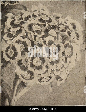 . Dreer's Liste des prix de gros : les ampoules pour les fleuristes, plantes pour les fleuristes, des graines de fleurs pour les fleuristes les fleuristes requis . SWEET WILLIAM Banque D'Images