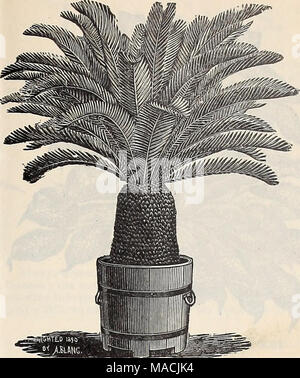 . Dreer's Liste des prix de gros édition d'été de juillet à août 1900 de fleurs et de légumes de saison : semences, engrais, outils, etc., etc . Cycas revoluta. Carex japonica variegata. Un nouveau gazon japonais gracieux avec son feuillage vert bordé de blanc. 75 cts. par doz. ; $6,00 par 100. Olivia Miniatnm. Forte amende, les plantes en pots de 6 pouces, d'une souche de sélectionner des plants. 50 cts. Chaque ; 5,00 $ la douzaine. Crotons. Nous vous proposons une sélection de 12 variétés de choix dans 3 pots. $2.00 par douzaine ; 15,00 $ par 100. Cyperus alternifolius. solide, 3 pots, 75 cts. par doz. ; $6,00 par 100. Cy Banque D'Images