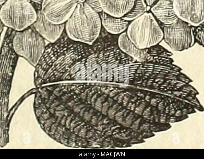 . Dreer's Liste des prix de gros pour les fleuristes et les maraîchers : édition d'été 1891 Juillet août . L'Hydrangea. Ramifiée rouge. Nous offrons un excellent bilan de cette amélioration de la variété rose. De plus en plus de fleuristes cette classe de plantes à fleurs de Pâques devrait diffuser largement. Strong 4 pots, 2,50 $ par doz ; 20,00 $ par 100. "3 " . " 12,00 1,50 Banque D'Images