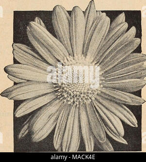 . Dreer's wholesale catalogue pour les fleuristes et les maraîchers : Hiver Printemps Été 1942 . Extra-Early Auburn coréen ces six hybrides floraison très hâtive-hybrides, coréen introduit par nous en 1936 et 1937 ont gagné universal ac- réclamation. Ils font de gracieuses plantes à fleurs bloom- tion de dix jours à deux semaines plus tôt que pré- viously variétés introduites. Auburn. Plants compacts produisant une abondance de fleurs simples, qui ouvrent un rouge cuivré et changent avec l'âge pour les saumons-chair. Portuna. Les plantes très vigoureuse de hauteur moyenne couvert avec pétales bouclés unique unique rouge oxblood Banque D'Images