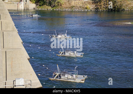 La rivière Sacramento Projet de surveillance des poissons anadromes juvénile à Red Bluff. Ces quatre vis rotative pièges, mis en place à la base du barrage de dérivation du RID Bluff sur la rivière Sacramento, sont surveillés quotidiennement par le U.S. Fish and Wildlife Service. Banque D'Images