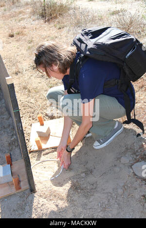 L'échantillonnage de la salamandre. Lilian avec la Carswell Ventura Fish and WIldlife Office examine une salamandre fort créé pour surveiller l'utilisation de l'obligations de reproduction par les espèces en Santa Cruz de la salamandre à longs doigts et menacée Californie salamandre tigrée à Ellicott Slough National Wildlife Refuge. Banque D'Images