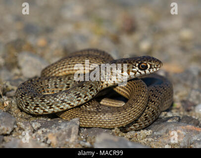 Black Snake Whip pour mineurs (Dolichophis jugularis) sur l'île grecque de Cos. Banque D'Images