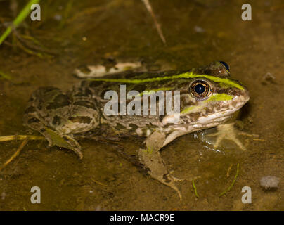 L'eau du Levant (Frog Pelophylax bedriagae) île de Kos Grèce Dodécanèse Banque D'Images