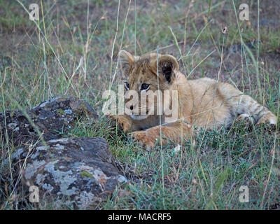 Seul jeune lion (Panthera leo) s'accroupit dans l'herbe derrière rock dans le Masai Mara au Kenya,Afrique,Associations Banque D'Images