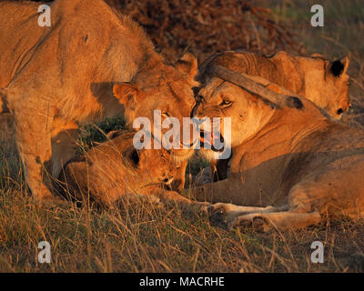 Lionne adultes grognements comme les jeunes adultes de sexe masculin jeunes approches d'oursons de fierté en pré-toilettage contact hunt rituel dans le Masai Mara, Kenya, Afrique Associations Banque D'Images