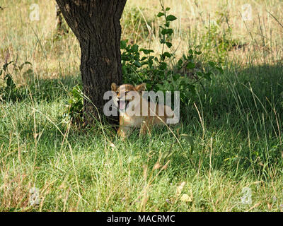 Seul jeune lion (Panthera leo) appels de sa mère à l'ombre sous un tronc d'arbre dans le Masai Mara, Kenya, Afrique Banque D'Images