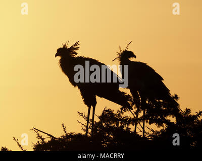 Paire d'secretarybirds ou secrétaire oiseau (Sagittaire serpentarius)debout sur acacia arbre perchoir à l'aube dans le Masai Mara au Kenya,Afrique,Associations Banque D'Images