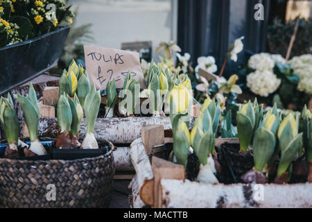 Tulipes en pot en vente sur un marché de rue, wc séparés. Banque D'Images