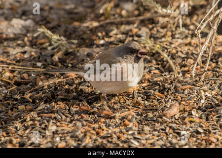 Un Dark-Eyed Junco est assis à la Table de dîner Banque D'Images