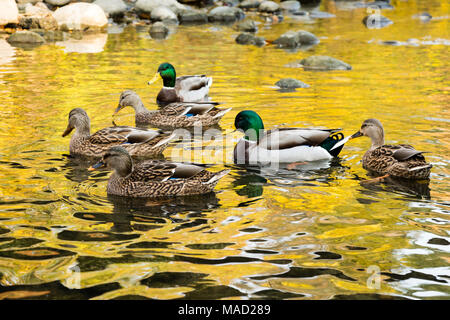 Un petit groupe de canards sur un étang avec un reflet de feuilles en automne. Banque D'Images