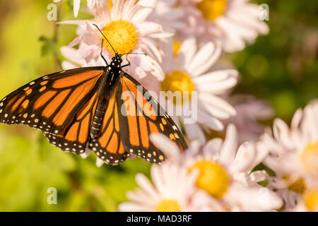 Papillon monarque sur white et marguerites jaunes. Banque D'Images