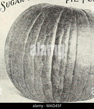 . Dreer's wholesale catalogue pour les fleuristes et les maraîchers : 1943 Hiver - printemps - été . Banque D'Images