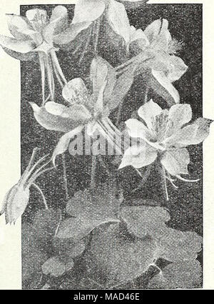 . Dreer's wholesale catalogue pour les fleuristes et les maraîchers : 1943 Hiver - printemps - été . L'Long-Spurred Dreer Ancolies Ancolie Aquilegia alpina 1201-. 401203 bleu riche canadensis. Le rouge et jaune 501213 Coerulea. Violet-bleu et blanc 40 25 1207 Double-Flowering Long-Spurred Dreer mixte l'ancolies 1211 Chrysantha. Jaune d'or 40 1224 Copper Queen. Le cuivre, corolle jaune paille rose 501225 et 501221 tons rose et bleu 50 tons Lavande 1228 Snow Queen. 501230 blanc mixte 50 1229 Plus • Mme Scott Elliott souche. Pastel, 50 1220 50 1216 mixte impériale ratières Lo Banque D'Images