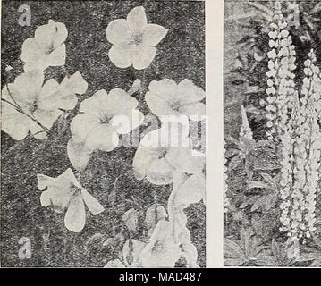 . Dreer's wholesale catalogue pour les fleuristes et les maraîchers : automne 1941 edition . ^^ ^^' r : ^^- : Banque D'Images