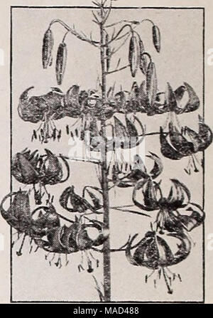 . Dreer's wholesale catalogue pour les fleuristes et les maraîchers : automne 1941 edition . Rose Trémière Double Lavandula Lilium tenulfolium Fltcherlana Tournesol Heliopsis-Orange. Une plante robuste et 3 à 4 pieds de haut. Les fleurs sont d'une belle couleur jaune doré profond d'environ 2 pouces de diamètre. De très thiclt la texture et très élégant pour la coupe. Échange pkt. 15c ; oz. 50o. Heuchera-Coral Bells Sangroinea. Une belle plante vivace produisant des fleurs rouge corail vif du printemps à l'automne. Tr. pkt. 50c ;  % oz. $1.25. Hibiscus-Mallows. Iffized géant géant Une forme améliorée de nos indigènes en guimauve Banque D'Images