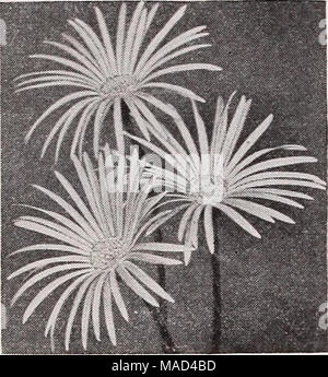 . Dreer's wholesale catalogue pour les fleuristes et les maraîchers : 1940 hiver printemps été . Gerbera Jamesoni Gerbera Jamesoni ou Transvaal Barberton Daisy une magnifique sélection de 5 $ par doz. ; 40 $ par Don'ble-Plowering' hybrides. couleurs mélangées. 3 pots, 100. Sreer est faisable, médaille d'une magnifique fleur géant typ", dans une superbe gamme de couleurs. Mix- ture seulement. 3 pots de 7,50 $ par doz. ; 60 $ par 100. Sinffle-Plowermg- hybrides. Choix d'un mélange de plusieurs couleurs. 3 pots 3,00 $ par doz. ; 20,00 $ par 100. Hedera lierre conglomerata l %-:nch casseroles S5c par doz. ; $6,00 par 100 Banque D'Images