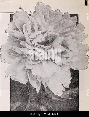 . Dreer's wholesale catalogue pour les fleuristes et les maraîchers : 1940 hiver printemps été . Pivoine herbacée double pivoines herbacées double (de fortes oppositions, 3 à 5 passes) pour douz. Avalanche (8,7 pour 100). L'un des meilleurs de l'pivoines blanches. Fin et d'un bloomer très prolifique. Fleurs coupées d'une amende. . $300 $2000 Bdnlis Saperba (7.6). C'est le seul qui est offert de la pivoine évaluée à moins de 8. et il n'y a aucune raison pourquoi il devrait effectuer cette mauvaise note que c'est vraiment une bonne Peonyâearly, à floraison précoce, de fleurs coupées et d'une amende dans la classe rose foncé 275 Pelix Cronsse (8.4). La fin de mi-saison, Peon rouge Banque D'Images