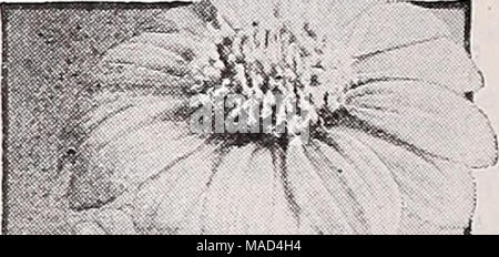 . Dreer's wholesale catalogue pour les fleuristes et les maraîchers : 1940 hiver printemps été . Titlionia Early-Flowering-Mexique Tithonia, Tournesol, Fleur d'or des Incas" Early-Flowering, une plante à floraison d'automne croissance annuelle- ment 5 pieds de haut et le magnlflcent-orange brillant grandes fleurs vermillon ressemblant à un seul souci de l'Afrique. Tr. pkt. 30c ; oz. 1,50 $. Torénia-aile bleue Fleur, fleur de triangle Fournieri. Le bleu ciel avec trois taches de bleu foncé et jaune centre. Tr. pkt. 40c ; oz. 2,50 $. Ursinia Anethoides Jewel of the Veldt. Un gracieux, com- pact annuelle croissante en provenance d'Afrique du Sud Banque D'Images