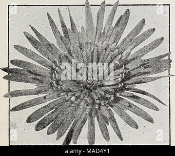 . Dreer's wholesale catalogue pour les fleuristes : Hiver - printemps - été 1938 . Gerbera Jamesoni Gerbera Jamesoni ou Transvaal Barberton Daisy Double-Flowering' hybrides. Une sélection de magnifiques couleurs mélangées. 6,00 $ par douz. Singrle hybrides de couleur. Par la sélection nous sommes heureux de vous offrir ces belles fleurs dans la suite de couleurs distinctes. Rose Corail Blanc Bronze jaune écarlate tout de ce qui précède : 5.0O par douz. Slngrie-Plowering' hybrides. Choix d'un mélange de plusieurs couleurs. Strong, cultivés au champ, couronnes, $3.50 par douz. Boyol héliotrope parfum. Dellciously parfumées violet-bleu fl^owers. 2,50 $ p Banque D'Images