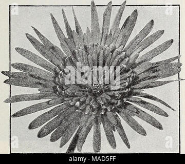 . Dreer's wholesale catalogue pour les fleuristes : Hiver Printemps Été 1937 . Gerbera Jamesoni Gerbera Jamesoni ou Transvaal Barberton Daisy Double-Plowering' hybrides. Une magnifique sélection de couleurs mélangées. 6,00 $ par douz. Chantez-le-Plowering- hybrides. Choix d'un mélange de plusieurs couleurs. Strong, cultivés au champ, couronnes, $2.50 par douz. Le lever du soleil. Une seule variété avec de grandes fleurs rouge-orange qui ont un golden orange suffusion. 3,60 $ douz. Héliotrope Boyal parfum. Délicieusement doux parfum de fleurs bleu violet. $2.00 par doz. ; 15 $ par 100. Sinensis Hibiscus Hibiscus Aurantiacus-chinois. Magnifique, grande, Banque D'Images