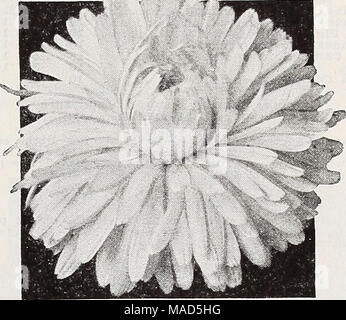 . Dreer's wholesale catalogue pour les fleuristes : automne 1938 edition . Calendula. Chrysantha ou Calendula soleil-Pot Marigold Apricot Queen. Très grand large pétales de fleurs d'abricot lumineux avec plus de centre. Tr. pkt. 15c ; oz. 50c ; vi lb. 1,50 $. Orang°e Shag^^g y. Pétales frangées profondément Long formant une fleur double entièrement d'un agréable ombrage orange profond légèrement plus claire au centre. A de longues tiges et se développe 18 pouces de haut. Tr. pkt. 15c ; oz. 50c ;  % lb. 1,50 $. Chrysantha ou Soleil. Une toute nouvelle interruption de Calendulas avec des fleurs qui ont une re- semblant à celles d'un chrysanthème. Banque D'Images