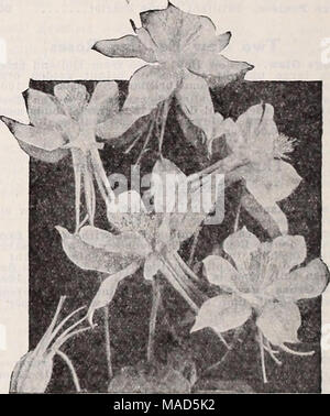 . Dreer's wholesale catalogue pour les fleuristes : Hiver Printemps Été 1937 . L'Long-Spurred ou Dreer Aquilegia Ancolie Aquilegia-Columbine par douz. Par 100 canadensis. Nos rouge et jaune $150 $1000 Chrysantha. Long, jaune vif stimulé 1 50 10 00 -alba. Blanc à incité 150 10 00 Coerulea,Crimson Star (Nouveau). Sang brillant crimson avec tache blanche corolle 2 50 15 00 Breer, stimulé 1 50 10 00 hybrides - Itong stimulé Fink 1 50 10 00 Flabellata nana alba. White Dwarf 150 10 00 Helenas. Bleu riche efficace 1 50 10 00 58 client paie transports - ohargres sur les plantes. Banque D'Images