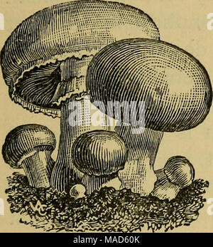 . Dreer's légumes sous verre . Les champignons. La culture de champignons peuvent être traités mais brièvement dans le peu de place accordée par un seul chapitre. Mais la chambre est un mush- de cultures d'hiver de tant d'importance qu'il ne peut pas être entièrement omises de ce livre. Et pourtant, il n'est pas à proprement parler, une sous-culture en verre, parce que l'effet de serre n'est pas le meilleur endroit pour le cultiver, et bien qu'il est cultivé en serre, dans une certaine mesure, des bancs. Les changements de température de la serre sont hostiles au succès avec les champignons. Partout où il y a de la lumière il y a de la chaleur, et partout où la lumière pénètre th Banque D'Images