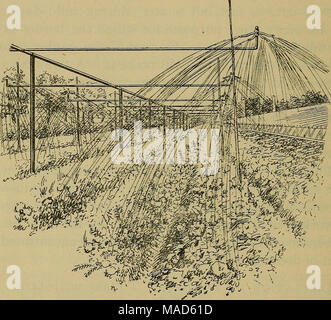 . Dreer's légumes sous verre . La caractéristique essentielle du régime est un des deux pouces tuyau central, le long du plat. Il est supporté par des poteaux en fer faite de tuyaux. Un cheval peut passer sous le tuyau d'alimentation horizontale principale. La pression de l'eau est de 25 lb à la po2. Points à dire 18 pieds à part les douze pieds de l'extension des tuyaux dans les deux directions sont insérés, comme indiqué dans l'image. À la fin de chaque tuyau latéral est un parapluie (revolving) arroseur. Le poids de la tête et petit tuyau latéral est pris en charge par un pieu de bois ou poteau. Au Hittinger establishmen Banque D'Images