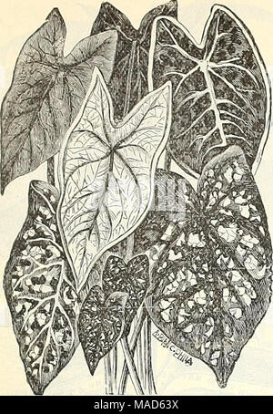. L'édition d'été Dreer Liste des prix de gros Août 1899 Juillet de fleurs et de légumes de saison : semences, engrais, outils, etc., etc . $1.00 par fantaisie Feuilles Caladiums. Begonia liex. Choix d'un assortiment de 12 variétés distinctes. douz. ; 18,00 pour 100. Begonia la floraison. Alba picta. 3 pouce r,ots, |075 par doz. ; $ 600 par 100 Haageana. 3 " 1 " 25 10 00 " Metallica. 3 " 75 " 600 " Rubra. 3 " 1 " 8 CO 00 Thurstonii ». 3 " 75 " 600 " plaqués L&155;eaved Caladiums. Choix d'une collection de 30 variétés. 3 pots, 2 $ la douzaine ; 15,00 $ p Banque D'Images