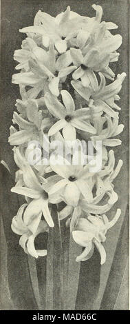 . Dreer Le milieu de l'été spécial offre pour les fleuristes, 1922 : graines de fleurs flor fleuristes fiables les bulbes de printemps pour les fleuristes . SPIKE DE JACINTHE UNIQUE Bxtra Hyacintlis la taille sélectionnée en premier et Pure Double blanc teinté par douz. Par 100 Isabella. Meilleurs blush double white $120 *860 La Qrandesse. Le double blanc forme de la grande variété de ce nom 120 860 Double bleu. BlocksberK 120 bleu clair 850 Qarrlck. Bleu, centre plus foncé t 20 850 Tournesol jaune double. Un beau jaune chamois 120850 Taille Sélectionnez Deuxième nommé ces jacinthes sont plus petites que la taille sélectionnée en premier notre bu Banque D'Images