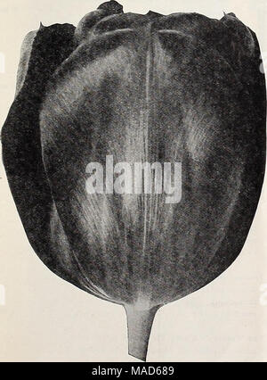 . Dreer Le milieu de l'été spécial offre pour les fleuristes, 1921 : graines de fleurs fiable flor fleuristes fleuristes pour ampoules . Banque D'Images