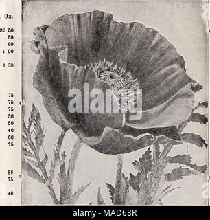 . Dreer Le milieu de l'été spécial offre pour les fleuristes, 1921 : graines de fleurs fiable flor fleuristes fleuristes pour ampoules . 1 50 1 00 1 00 1 00 1 00 1 00 75 75 25 50 1 Banque D'Images