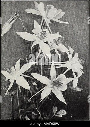 . Dreer Le milieu de l'été spécial offre pour les fleuristes, 1921 : graines de fleurs fiable flor fleuristes fleuristes pour ampoules . AQUILEGIA HYBRIDE LONGUE POUSSÉ Aquilegia Ancolie) (Tr. pkt. Oz. Californlca hybrida. Couleurs mixtes 60 260 $ canadensis. Scarlet et jaune 25100 Chrysantha. 40200 Ccerulea jaune. Le bleu et blanc ... 40200 Helenae Nain. Le bleu et le blanc 30160 Qrandlflora Nlvea. Grand blanc 20 75 vulgaris. Violet-bleu 1025 Dreer'i longtemps stimulé les hybrides. Couleurs mixtes ... 30 1 50 10 40 unique, Mixte, Mixte Double 1560 Bellflower (Campanula) Carpatlca. Blue 26100 Alba. White 25100 Latlfolia Mi Banque D'Images