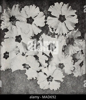 . Dreer Le milieu de l'été spécial offre pour les fleuristes, 1921 : graines de fleurs fiable flor fleuristes fleuristes pour ampoules . Grande fleur PRIMROSE CHINOIS Smilax. Chaque fleuriste devrait croître certains de cela, toujours nécessaire. Nous offrons des graines est de la nouvelle récolte et de germination élevé. Tr. pkt., 10 cts. ; Oz.,30cts. ; vi-lb., 1,00 $. Banque D'Images