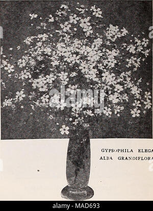 . Dreer Le milieu de l'été spécial offre pour les fleuristes, 1921 : graines de fleurs fiable flor fleuristes fleuristes pour ampoules . GYPSuPHILA ELEGANS ALBA FLORA DRACAENA INDIVISA GRAND1Dracaena. Il est toujours bien d'avoir beaucoup d'entre eux venant seuls, ils sont tellement utiles que center, etc. sont envoyés dans le Berry ou de Hull, et doit être enlevé avant le semis. Tr. pkt. 15 oz. 50 Austral est. Variété à larges feuilles (ndlvlsa. Le centre populaire plante pour vases, etc., long et étroit feuillage gracieux . . $1.00par Vt-lb. 1030 Fougères. Nous pouvons fournir les spores de la splendide suite à des variétés pour cents par échange Banque D'Images